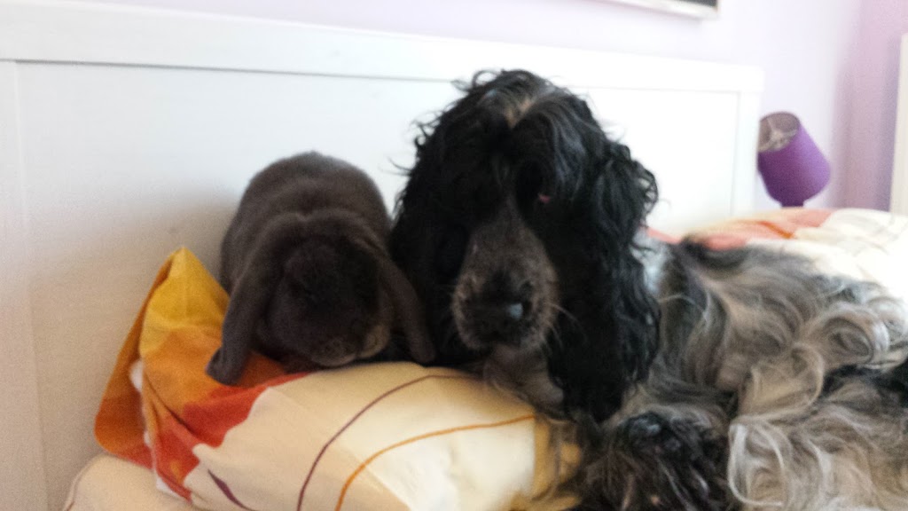 pet economy in crescita