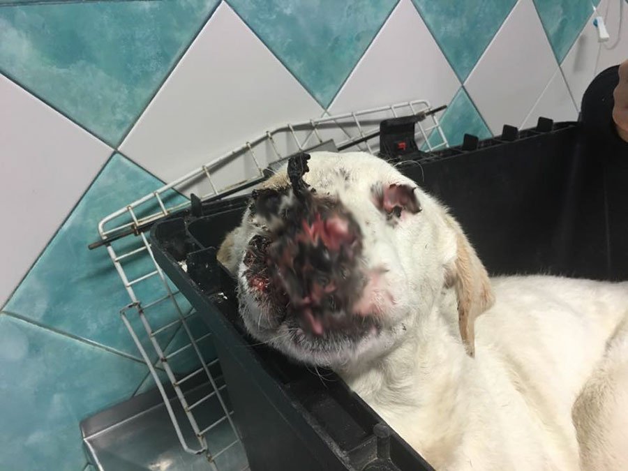 Violenza sugli Animali e Devianza: c’è un link