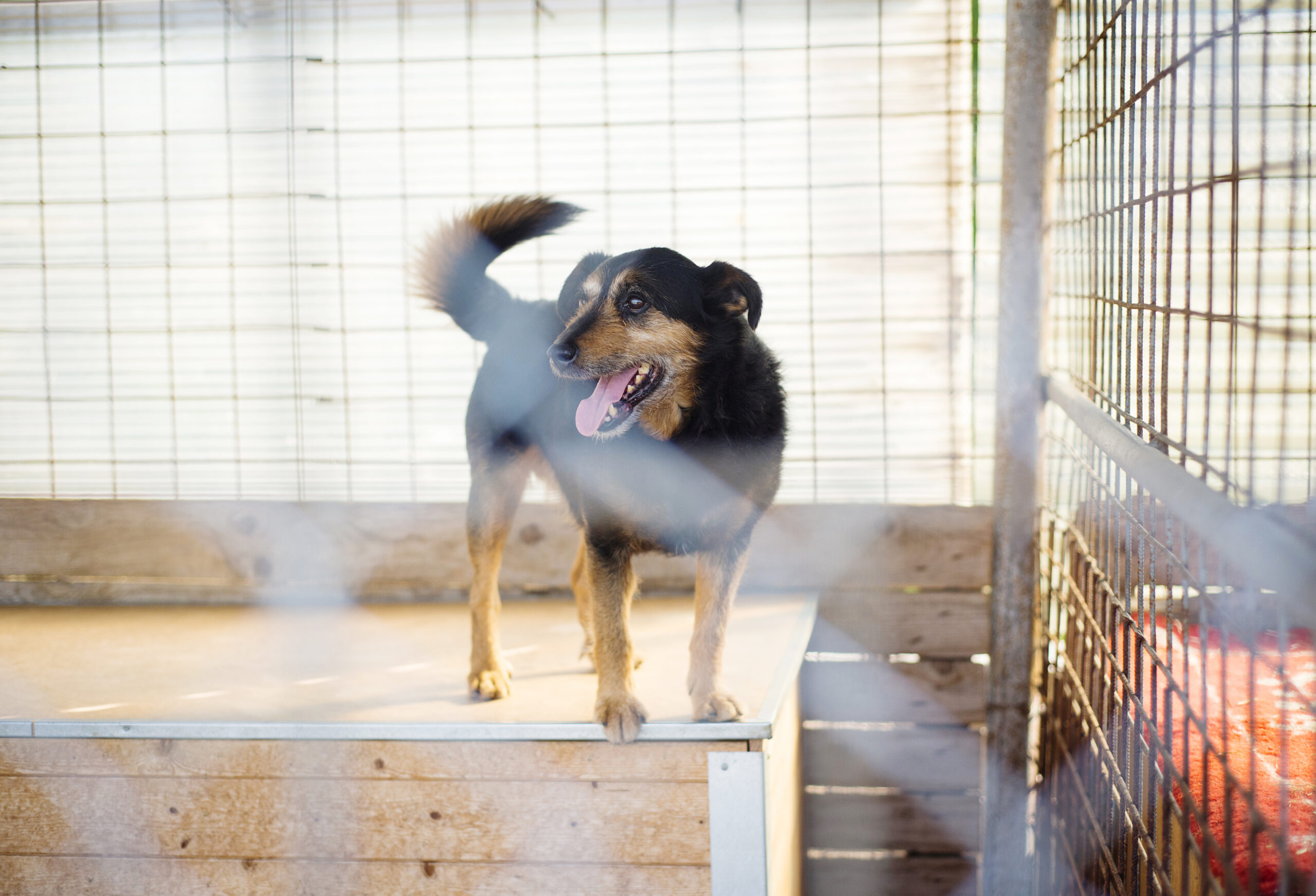 IL CANE E’ UN BUONO SCONTO